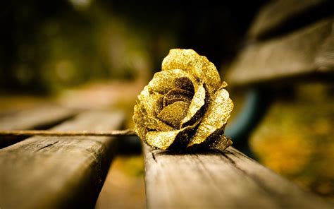 Gold Rose Wallpapers Wallpaper Cave