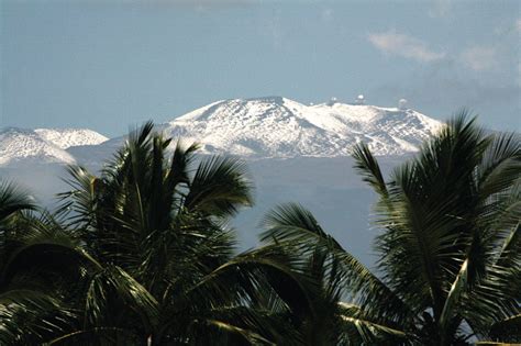 Snow Tops Maunakea Viewed Through The Coconut Trees Hawaii Island