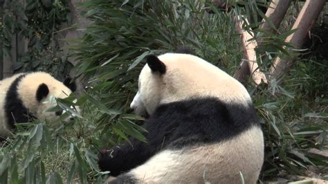 Very Playful Giant Pandas Youtube