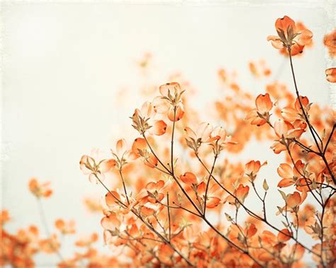 Orange Flower Photography Floral Wall Art Orange Rust Nature Photo