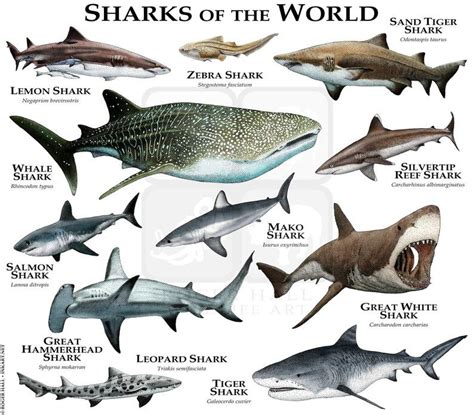 Sharks Of The World Poster Print Etsy Species Of Sharks Leopard