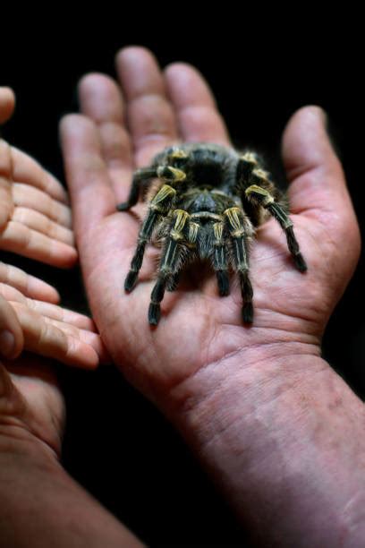 Tarantula Spider Human Hand Holding Stock Photos Pictures And Royalty