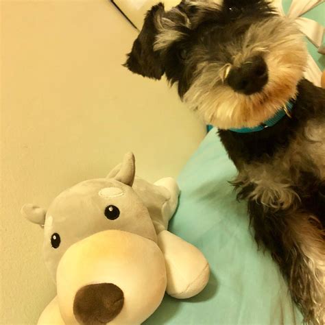 Tell Me Honestly Which Schnauzer Is Cuter Left Or Right Dog