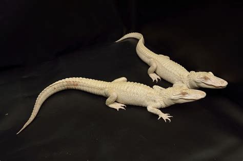2 Rare Albino Alligators Born At A Florida Zoo Latin Post Latin