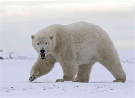 Us Polar Bears Are Losing Heres Why Defenders Of Wildlife
