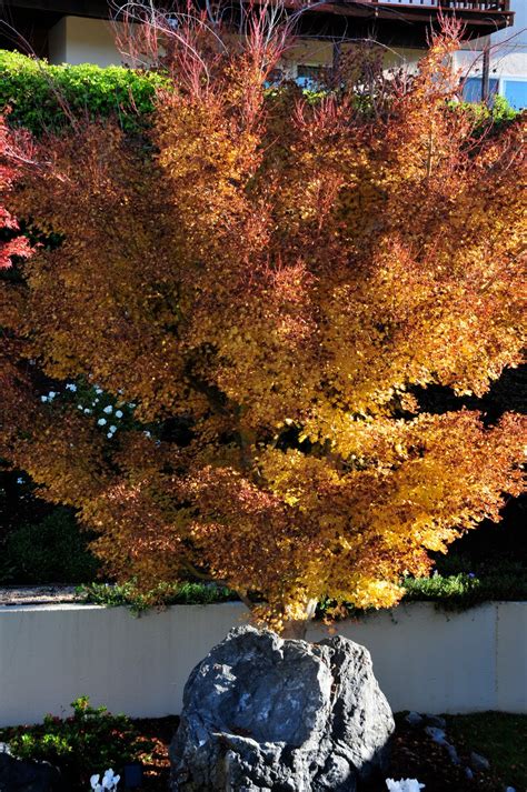 Celeste Carswell Photography Japanese Maple Tree Fall