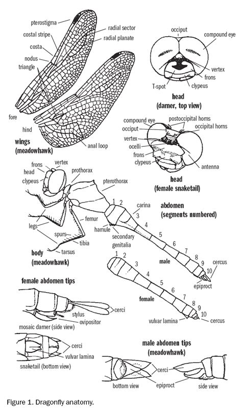 Dragonfly Anatomy