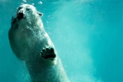 Polar Bears Found Swimming Miles From Alaskan Coast Polar Bear Facts