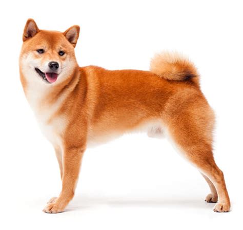 Japanese Shibu Inu Dog Breed Information Purina