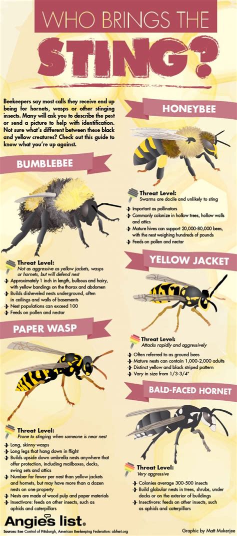 Bees Vs Wasps Who Brings The Sting Infographic