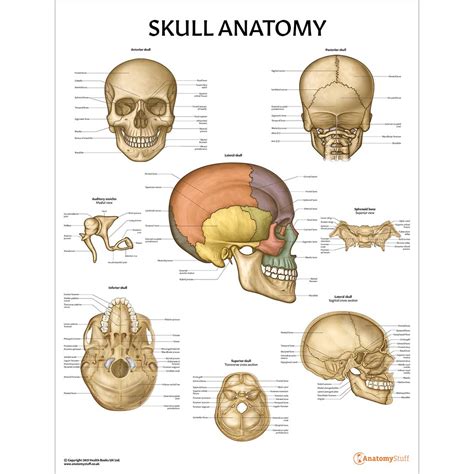 Anatomy Poster Human Skull Laminated Ph