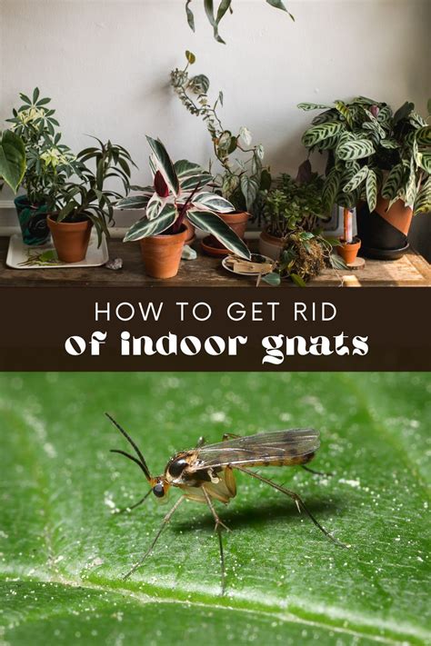 How To Get Rid Of Gnats On Indoor Herbs Longbourn Farm