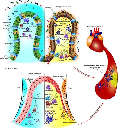 Mucosal Barrier In Health And Disease Implication To Atherosclerosis