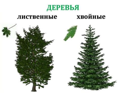 Названия Деревьев С Картинками В России Telegraph