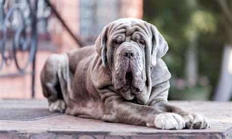Neapolitan Mastiff Breed Characteristics Care And Photos Bechewy