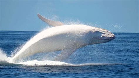 Rare White Humpback Whale Spotted In Australian Waters Tunisia News