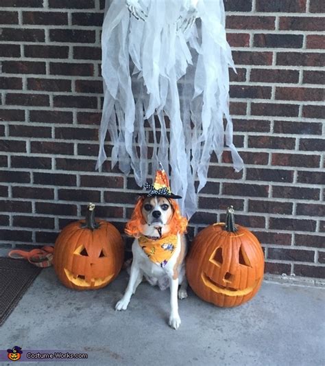 Its The Great Pumpkin Charlie Brown Dog Costume Original Halloween