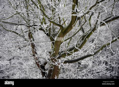 Treetop Covered With Hoar Frost Stock Photo Alamy