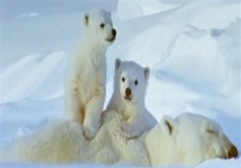 Čovek Je Zver Polarni Medvedi će Nestati Do 2100 Godine Našom Krivicom