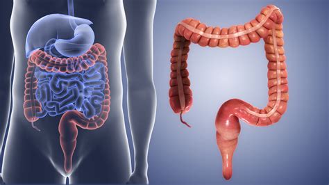 large intestine functions disorders and conditions scientific animations