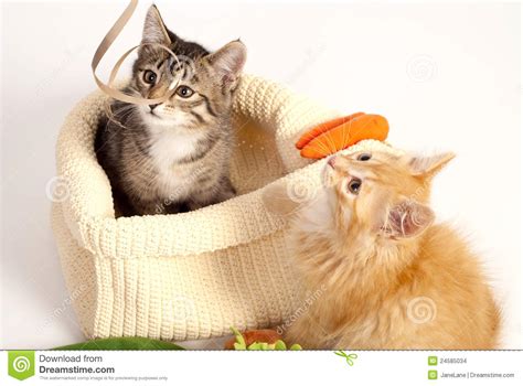 Two Cute Playful Kittens Stock Photo Image Of Play Shot