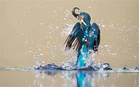 Kingfisher Bird Water Spray Catch Drops Reflection Desktop Hd Desktop