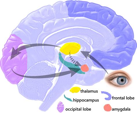 A Quick Look Under The Hood The Amygdala Hippocampus And Traumatic
