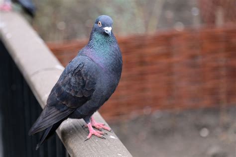 Garden Birds Feral Pigeon To House Martin