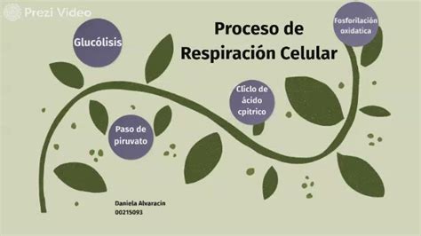 Procesos Celulares By Daniela Alvaracin On Prezi Video