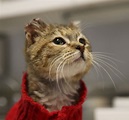 Rescued frostbitten cat - Chicago Tribune