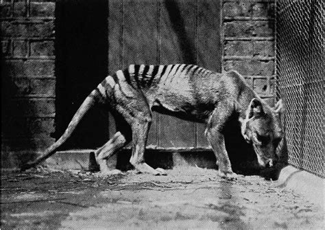 Thylacine: Rare photos of the last Tasmanian tiger, 1910-1933 - Rare Historical Photos
