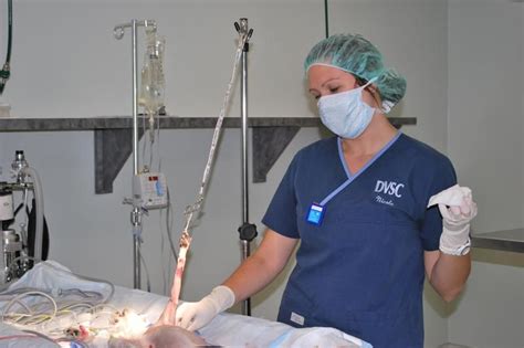 The dallas veterinary surgery center (dvsc) was initially founded in 1986, principally as a neurosurgical referral practice, with greater than 50% of the total case load being neurosurgical. Photo Gallery - Dallas Veterinary Surgical Center (DVSC ...