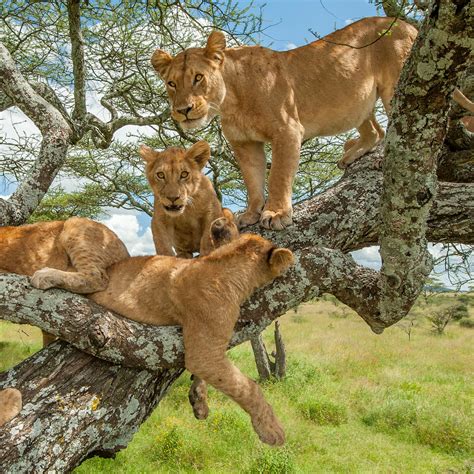 Tree Climbing Lions Lake Manyara National Park Queen Elizabeth Np