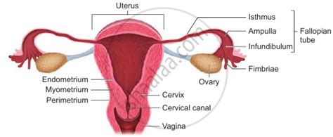The Female Reproductive System Accessory Ducts