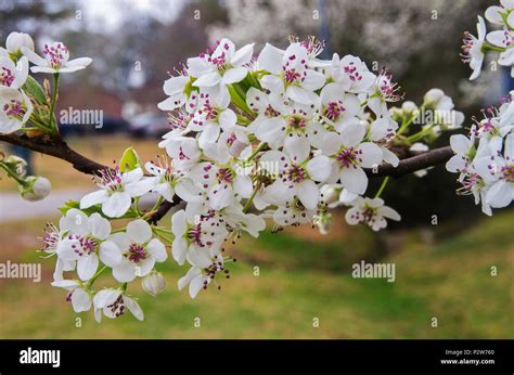 Bradford Pear In Bloom Hi Res Stock Photography And Images Alamy