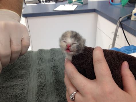 Exclusively Cats Veterinary Hospital Blog Case Report Tangled Newborn