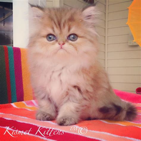 Choose from a rainbow of colors and sizes, including the adorable teacup persians. ️Kismet Kittens: For Golden Chinchilla Shaded Doll Face ...