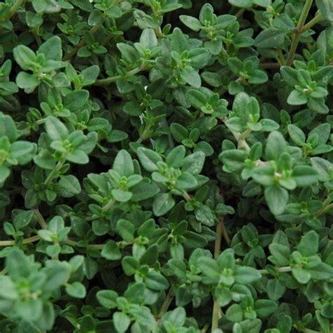English Thyme Plants For Sale Thymus Vulgaris The Growers Exchange