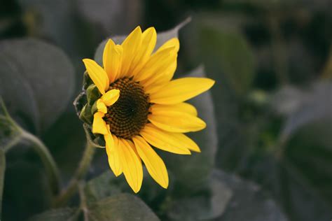 Download Flower 4k Vibrant Yellow Sunflower Wallpaper