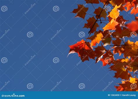 Red Maple Leaves Royalty Free Stock Image 1363450
