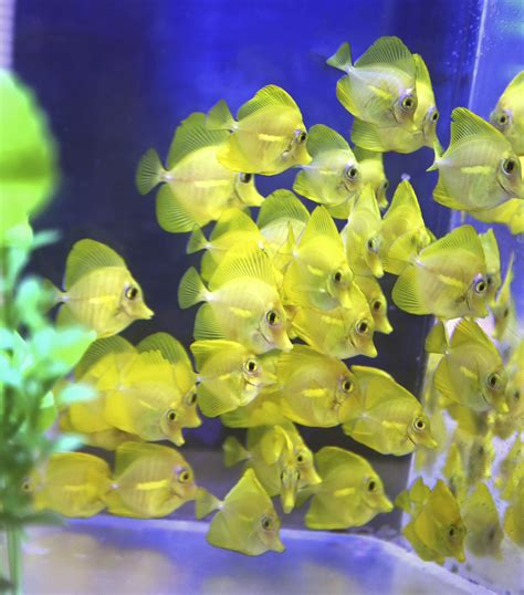 Yellow Tangs Bred In Captivity Prepare To Make Their Debut News