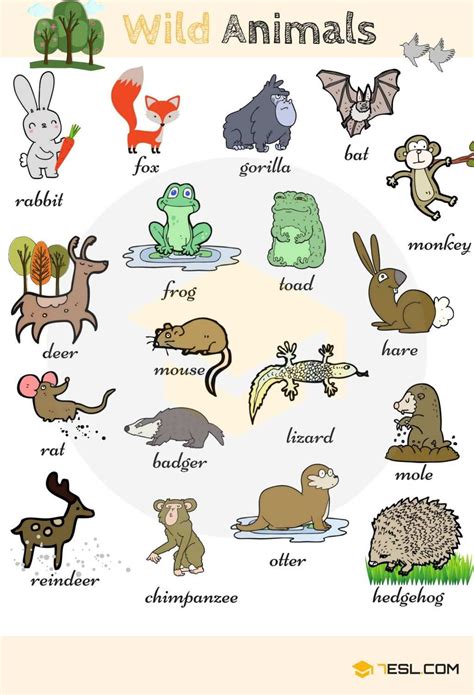 Learn Animal Names In English Animals Name In English
