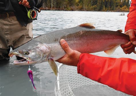 Salmon Running In Their Veins Alaska Magazine