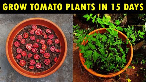 How To Grow Tomato Plant In 15 Days How To Grow Tomatoes At Home