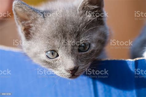 Gray Kitten Looking Over The Edge Of The Box Stock Photo Download