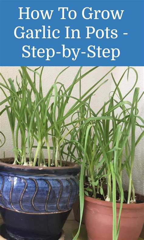 How To Grow Garlic In Pots Step By Step In 2021 Growing Garlic