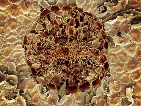 Conifer Needle Sem Photograph By Steve Gschmeissner Pixels