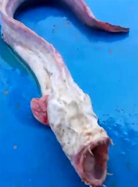 Viewers Horrified By Nightmarish Alien Fish Dragged From The Sea