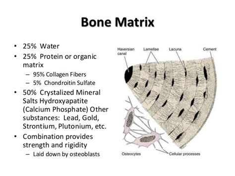 Histo Bone