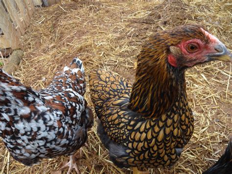 Wyandotte For Sale Chickens Breed Information Omlet